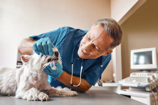 Best Emergency Treatment for Dental Infections or Abscesses in Jacksonville, AL